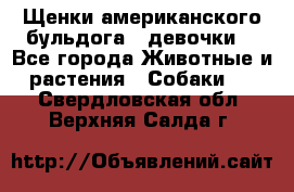 Щенки американского бульдога ( девочки) - Все города Животные и растения » Собаки   . Свердловская обл.,Верхняя Салда г.